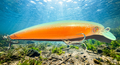 blue and orange jerk bait