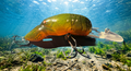 natural green and orange craw