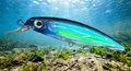 translucent blue/flash jerk bait