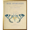 Vintage Butterfly Framed Wall Art - Paintings - The Well Appointed House